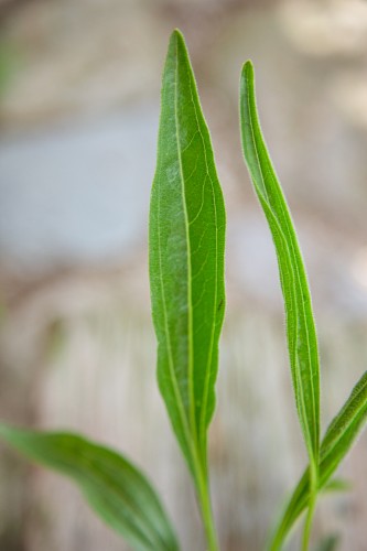 IMG_7038.jpg