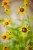 IMG_7666.jpeg