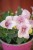 IMG_7620.jpeg