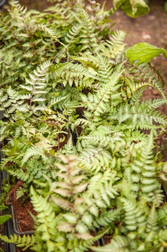 IMG_7721.jpeg