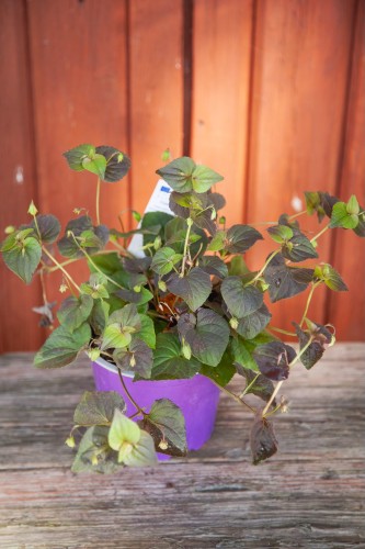 IMG_7990.jpeg