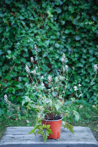 IMG_8027.jpeg