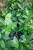 IMG_8036.jpeg