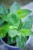 IMG_8035.jpeg