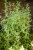 IMG_8080.jpeg