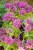 IMG_8076.jpeg