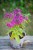 IMG_8074.jpeg