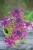 IMG_8075.jpeg