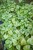 IMG_7995.jpeg