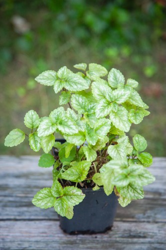 IMG_7993.jpeg