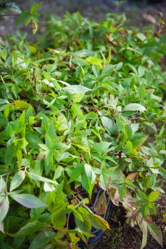 IMG_8032.jpeg
