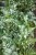 IMG_7972.jpeg