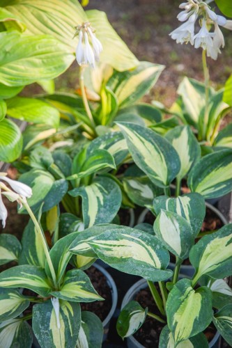 IMG_8017.jpeg