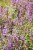 IMG_8893.jpeg