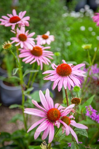 IMG_9381.jpeg