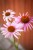 IMG_9379.jpeg