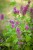 IMG_9371.jpeg