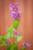 IMG_9370.jpeg