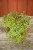 IMG_9338.jpeg