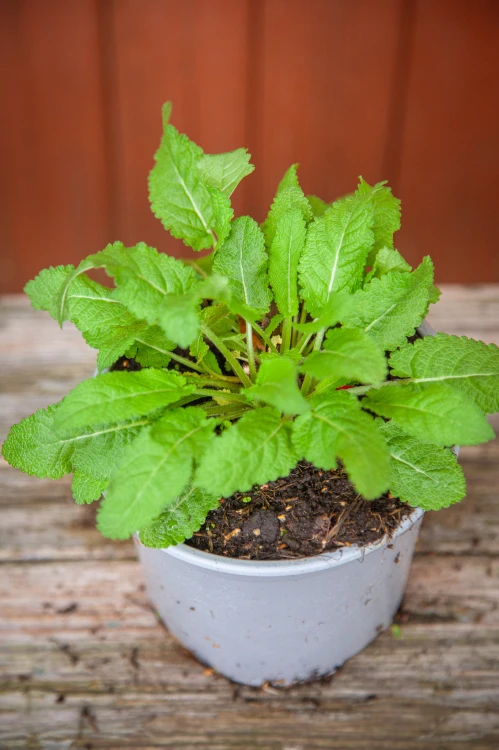 IMG_9305.jpeg