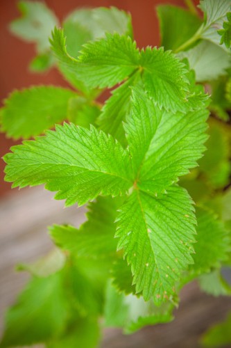 IMG_9296.jpeg