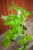 IMG_9295.jpeg