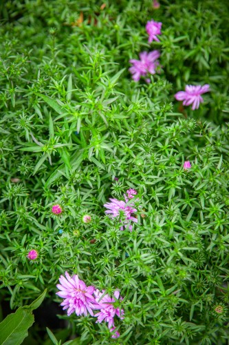 IMG_9391.jpeg