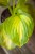 IMG_7678.jpeg