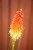 IMG_8939.jpeg