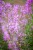 IMG_9375.jpeg