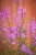 IMG_9374.jpeg