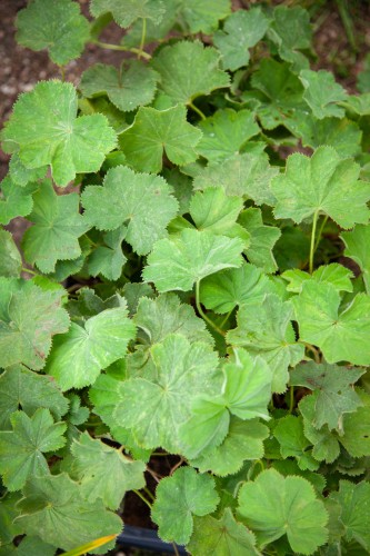 IMG_9595.jpeg
