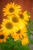 IMG_9383.jpeg