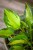 IMG_9230.jpeg