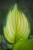 IMG_8009.jpeg