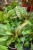 IMG_9870.jpeg