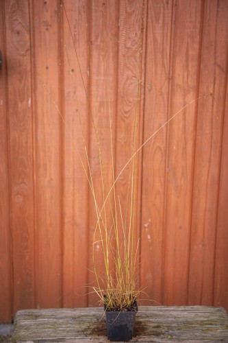 IMG_9885.jpeg