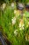 IMG_9879.jpeg