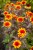 IMG_9876.jpeg