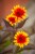 IMG_9875.jpeg