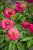 IMG_9897.jpeg