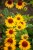 IMG_9873.jpeg